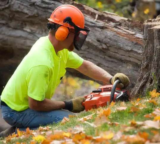 tree services West Falmouth